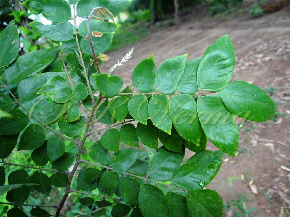  Leafy branch